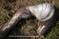 An original premium quality art print of Grape Vine Root in Unusual Formation for sale by Brandywine General Store