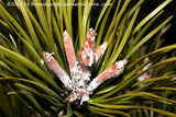 art print of macro shot of center of a pine branch