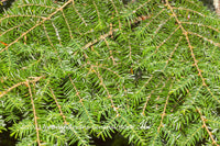 An original premium quality art print of Hemlock Mat of of Needles and Branches