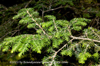 An original premium quality art print of Hemlock Branch in front of Maze of Larger Ones for sale by Brandywine General Store