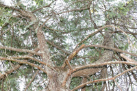 An original premium quality art print of Hemlock Tree in the Throes of Death