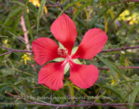 A premium quality botanical art print of Hibiscus Scarlet Rose Mallow a Cropped View of Bloom for sale by Brandywine General Store