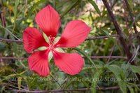 An art print of Hibiscus Scarlet Rose Mallow a Large Red Bloom