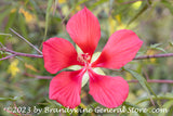 An original premium quality art print of Hibiscus Scarlet Rose Mallow Bloom