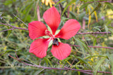 An original premium quality art print of Hibiscus Scarlet Rose Mallow with Bee