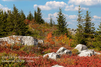 An original premium quality art print of Hodgepodge of Fall in Dolly Sods WV for sale by Brandywine General Store