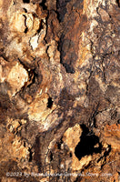 An original premium quality art print of Hole in Oak Tree and Interesting Contours