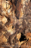 An original premium quality art print of Hole in Oak Tree and Interesting Contours