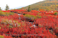 An original premium quality art print of Huckleberry Patch Intersected with Rocks and  Paths in Dolly Sods WV for sale by Brandywine General Store