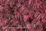 An original premium quality art print of Japanese Maple a Full Carpet of Red