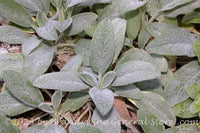 An original premium quality art print of Lamb's Ear with Fuzzy Leaves at NCU for sale by Brandywine General Store