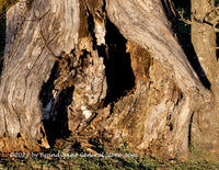 An original premium quality art print of Large Hollowed Out Tree Trunk