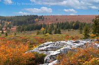 An art print of Large Rock in Midst of Fall Colors with Sphagnum moss in Dolly Sods WV
