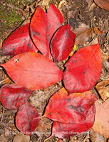 An original premium quality art print of Red Fall Leaves with Faults and all for sale by Brandywine General Store