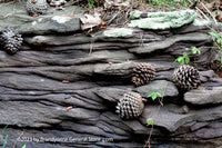 An original premium quality art print of Layered Rock with Pine Cones and Vine