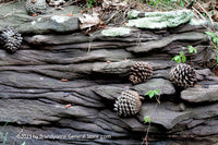 An original premium quality art print of Layered Rock with Pine Cones and Vine for sale by Brandywine General Store