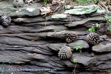 An original premium quality art print of Layered Rock with Pine Cones and Vine
