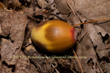 An original premium quality art print of Acorn Lonely in Bed of Dry Leaves 