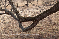 An original premium quality art print of Low Swinging Branch in a Dry Grass Mountain Meadow for sale by Brandywine General Store