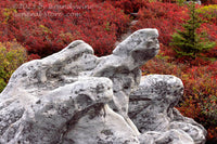 An art print of Medusa Rock in Red Blueberry Patch in Dolly Sods WV