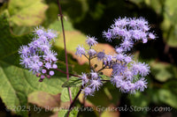 An original premium quality art print of Blue Mistflower in Front of Fall Leaves at NCU for sale by Brandywine General Store