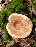 An original premium quality art print of Morel with Flat Top in a Bed of Moss for sale by Brandywine General Store