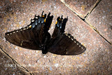 An original premium quality art print of Moth Black with Blue and Orange Wings for sale by Brandywine General Store