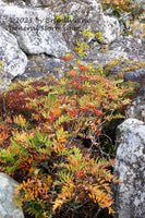 An original premium quality art print of Mountain Ash Growing in a Rock Crevasse