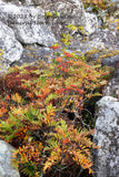 An original premium quality art print of Mountain Ash Growing in a Rock Crevasse