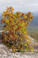 art print of Mountain Ash Overlooking the Valley in Dolly Sods WV