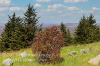 art print of mountain ash and spruce trees with mountains in the distance