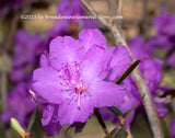 An original art print of Mountain Laurel Bloom with Forked Branch