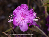 An original art print of Mountain Laurel Bloom with Stamens at the Sides
