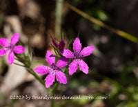 An original premium quality art print of Mountain Pink Wildflower Blooms and Buds for sale by Brandywine General Store