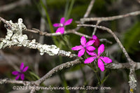 An original premium quality art print of Mountain Pinks Wildflower Tangled up in Branches for sale by Brandywine General Store