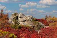 An original premium quality art print of Spruce Twins on Top of Fall Colored Hill for sale by Brandywine General Store