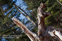 An original premium quality art print of Mythical Beast in the Crooked Forest 