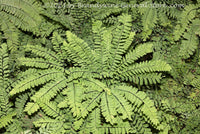 An original premium quality art print of Northern Maidenhair Fern at NCU Gardens for sale by Brandywine General Store