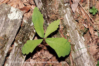 An original art print of Oak Sapling Growing Between Decaying Limbs