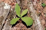 An original art print of Oak Sapling Growing Between Decaying Limbs