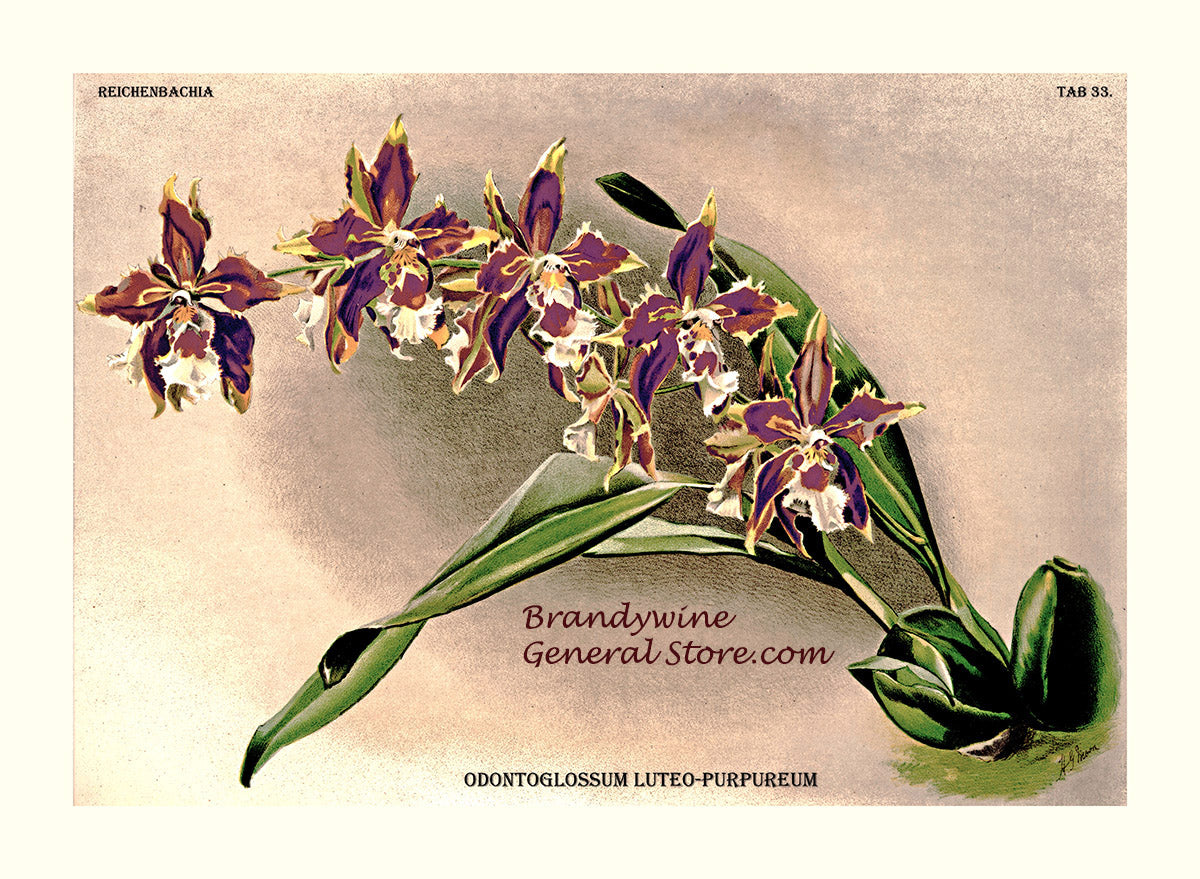 An archival premium quality Botanical art Print of the Odontoglossum Luteo Purpureum Orchid by Frederick Sanders for sale by Brandywine General Store