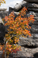 An original premium quality art print of Orange Fall Maple in Front of Layered Rock at Dolly Sods WV for sale by Brandywine General Store