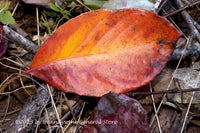 A premium quality art print of Orange and Burgundy Fall Leaves on a Bed of Twigs for sale by Brandywine General Store