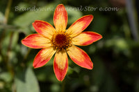 An original premium quality art print of Orange and Red Petal Flower with Green Background for sale by Brandywine General Store