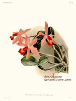 An archival premium Quality Botanical art Print of the Cattleya Superba Splendens orchid painted by Frederick Sander for sale by Brandywine General Store