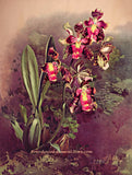 An archival premium Quality botanical art Print of the Odontoglossum Harryanum Orchid by Frederick Sander for sale by Brandywine General Store