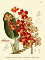 An archival premium Quality Botanical art Print of the Odontoglossum Brevifolium by Curtis for sale by Brandywine General Store