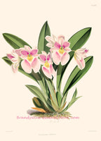 An archival premium Quality Botanical art Print of the Odontoglossum Vexillaria orchid by WH Fitch for sale by Brandywine General Store