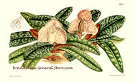 An archival premium Quality Botanical Art Print of the Paphiopedilum Godegroyae orchid as published in the Curtis Botanical Magazine in 1886 for sale by Brandywine General Store