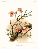 An archival premium Quality Botanical art Print of the Vanda Teres orchid by Frederick Sanders for sale by Brandywine General Store
